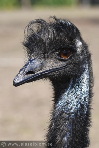 Stenkyrka - Emu